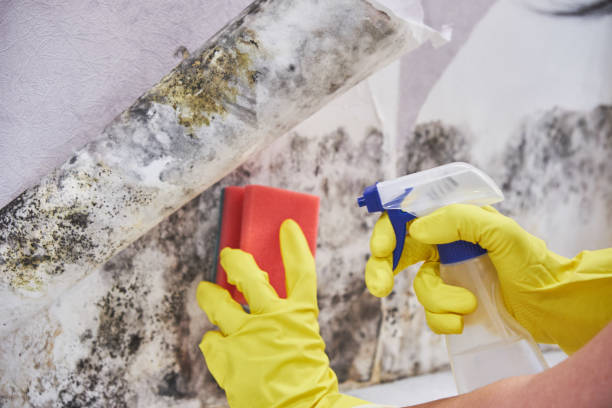 Biohazard Mold Removal in Dorothy, NJ